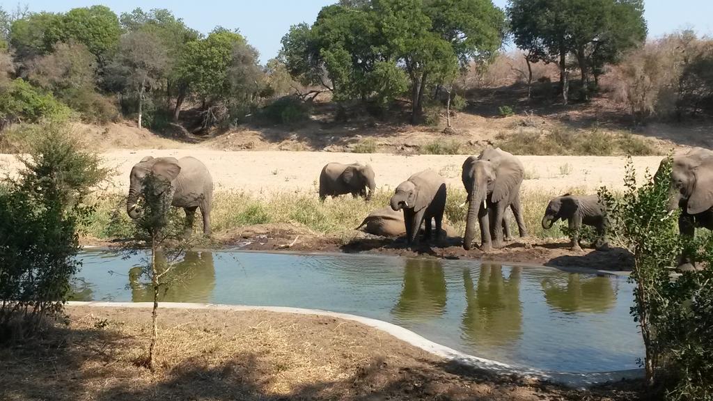 שמורת הציד טימבאבאטי Simbavati River Lodge מראה חיצוני תמונה
